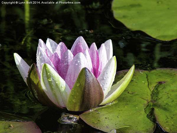 Frog and Water Lily Picture Board by Lynn Bolt
