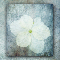 Buy canvas prints of Hydrangea by Lynn Bolt