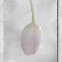 Buy canvas prints of Single Pink Tulip by Lynn Bolt