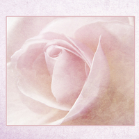 Buy canvas prints of Baby Pink Rose by Lynn Bolt