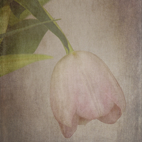 Buy canvas prints of Vintage Tulip by Lynn Bolt