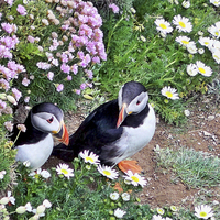 Buy canvas prints of Puffins in Flowers by Lynn Bolt