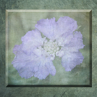 Buy canvas prints of Misty Mauve Flower 3D by Lynn Bolt