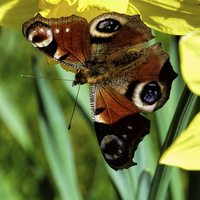Buy canvas prints of Butterfly on a Daffodil by Lynn Bolt
