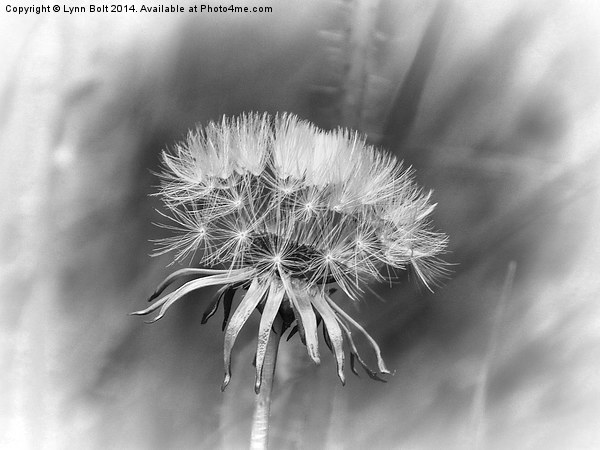 Tick Tock Dandelion Clock Picture Board by Lynn Bolt