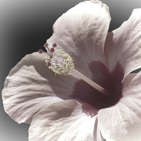 Buy canvas prints of Hibiscus by Lynn Bolt