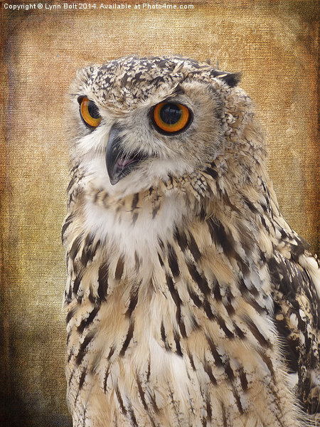  Eagle Owl Picture Board by Lynn Bolt