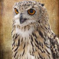 Buy canvas prints of  Eagle Owl by Lynn Bolt