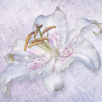 Buy canvas prints of  Lily by Lynn Bolt