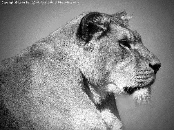  Lioness in Black and White Picture Board by Lynn Bolt