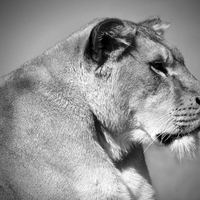 Buy canvas prints of  Lioness in Black and White by Lynn Bolt