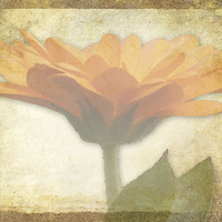 Buy canvas prints of  Marigold by Lynn Bolt