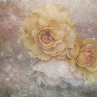 Buy canvas prints of  Three Roses by Lynn Bolt