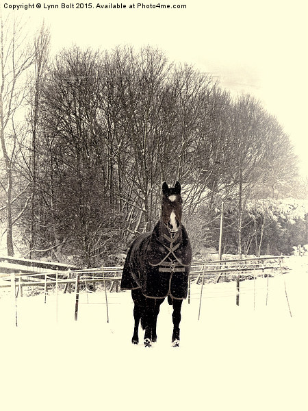  Horse in the Snow Picture Board by Lynn Bolt