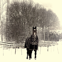 Buy canvas prints of  Horse in the Snow by Lynn Bolt