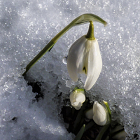 Buy canvas prints of  Snowdrops in the Snow by Lynn Bolt
