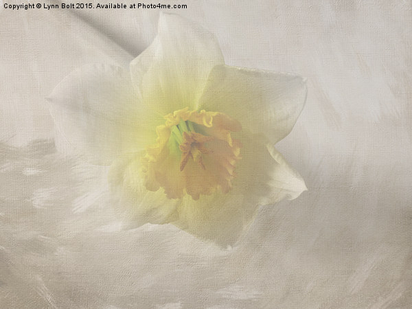  Daffodil Picture Board by Lynn Bolt