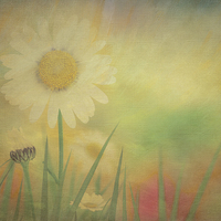 Buy canvas prints of  Spring Daisies by Lynn Bolt