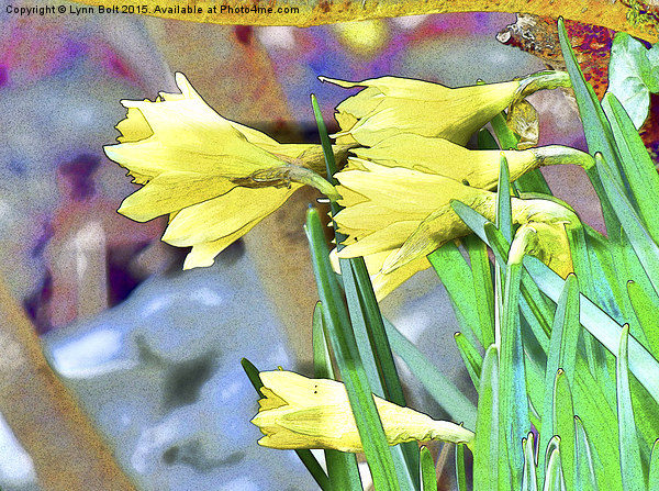  Daffodils Picture Board by Lynn Bolt