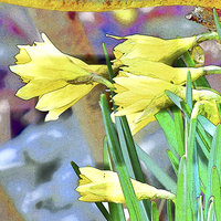 Buy canvas prints of  Daffodils by Lynn Bolt