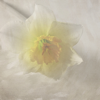 Buy canvas prints of  Daffodil by Lynn Bolt