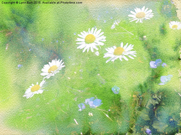 Forget Me Not and Daisies  Picture Board by Lynn Bolt