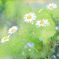 Buy canvas prints of Forget Me Not and Daisies  by Lynn Bolt