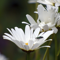 Buy canvas prints of  Daisies with a Bug by Lynn Bolt