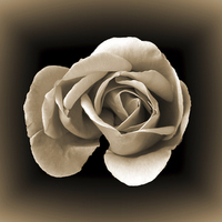 Buy canvas prints of  Sepia Rose by Lynn Bolt