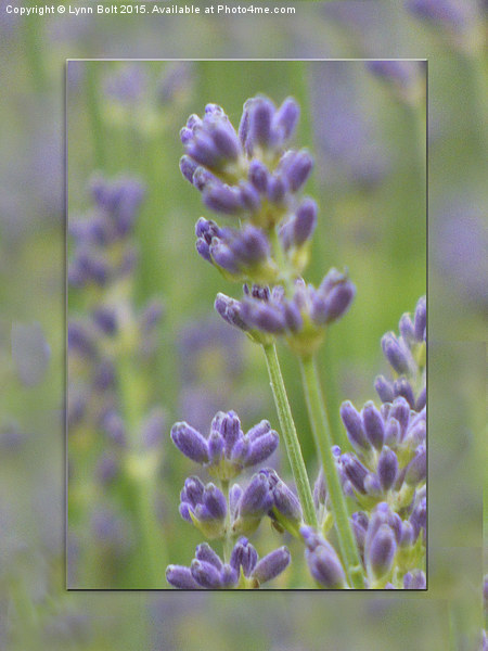  Lavender from Brittany Picture Board by Lynn Bolt