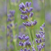 Buy canvas prints of  Lavender from Brittany by Lynn Bolt