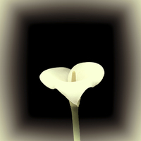 Buy canvas prints of  Calla Lily by Lynn Bolt