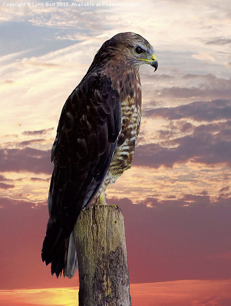 Peregrine Falcon  Picture Board by Lynn Bolt