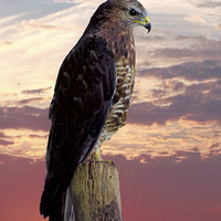 Buy canvas prints of Peregrine Falcon  by Lynn Bolt