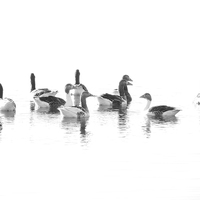 Buy canvas prints of  Geese by Lynn Bolt