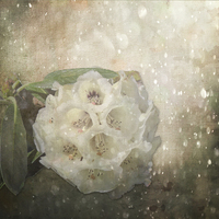 Buy canvas prints of  Rhododendron Sparkle by Lynn Bolt