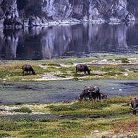 Buy canvas prints of Water Buffalo on the Li River China by Lynn Bolt
