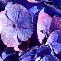 Buy canvas prints of Purple Hydrangea by Lynn Bolt