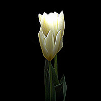 Buy canvas prints of Two White Tulips by Lynn Bolt