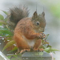 Buy canvas prints of Red Squirrel in the Rain by Lynn Bolt