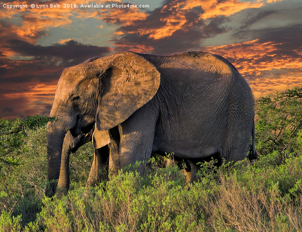 Elephants at Sunset Picture Board by Lynn Bolt