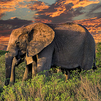 Buy canvas prints of Elephants at Sunset by Lynn Bolt