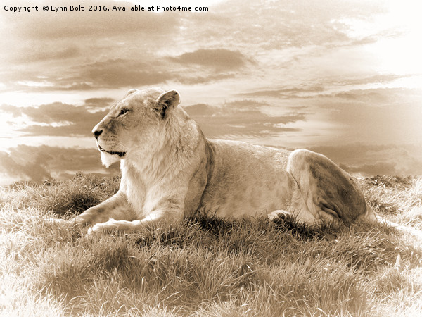 Young Male Lion in Sepia Picture Board by Lynn Bolt