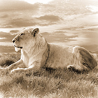 Buy canvas prints of Young Male Lion in Sepia by Lynn Bolt