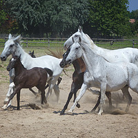 Buy canvas prints of Galloping Puszta Horses by Lynn Bolt