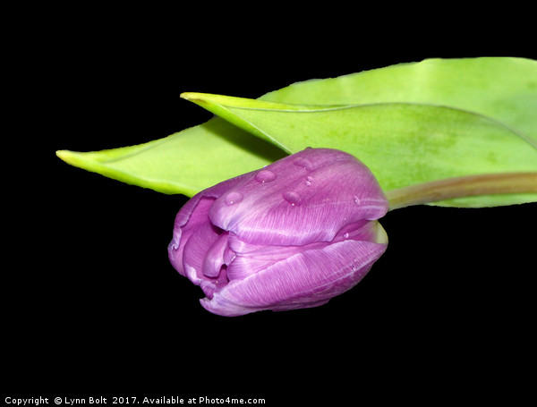 Purple Tulip Picture Board by Lynn Bolt
