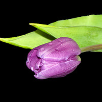 Buy canvas prints of Purple Tulip by Lynn Bolt