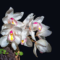 Buy canvas prints of Spray of Orchids by Lynn Bolt