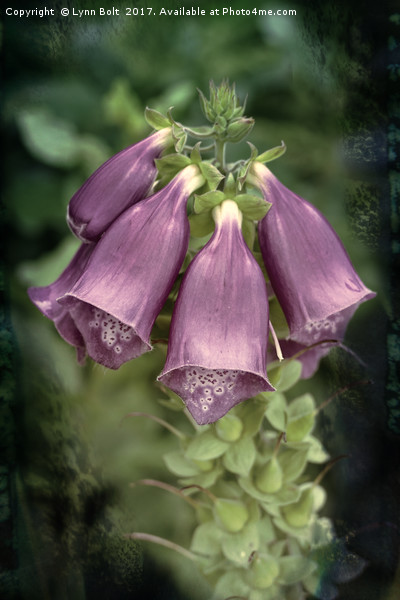 Foxglove with Textures Picture Board by Lynn Bolt