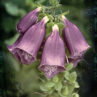Buy canvas prints of Foxglove with Textures by Lynn Bolt
